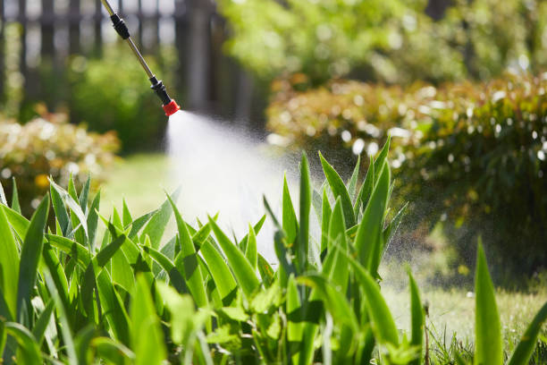 Void Injection for Cockroach Colonies in Barberton