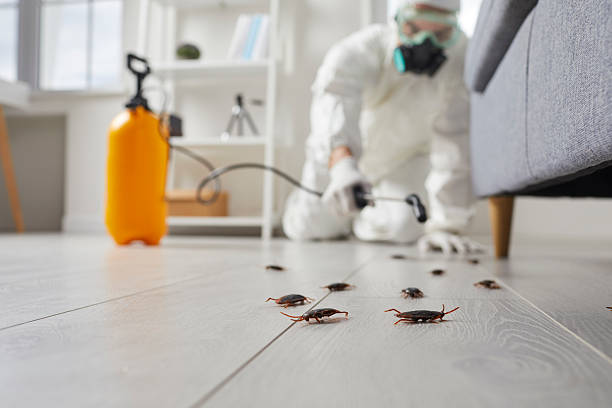 Commercial Kitchen Cockroach Control in Barberton